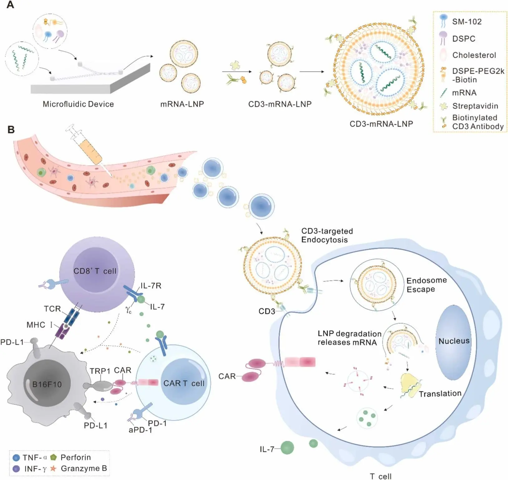 In-situ-engineering-of-mRNA-CAR-T-cells-using-lipid-nanoparticles