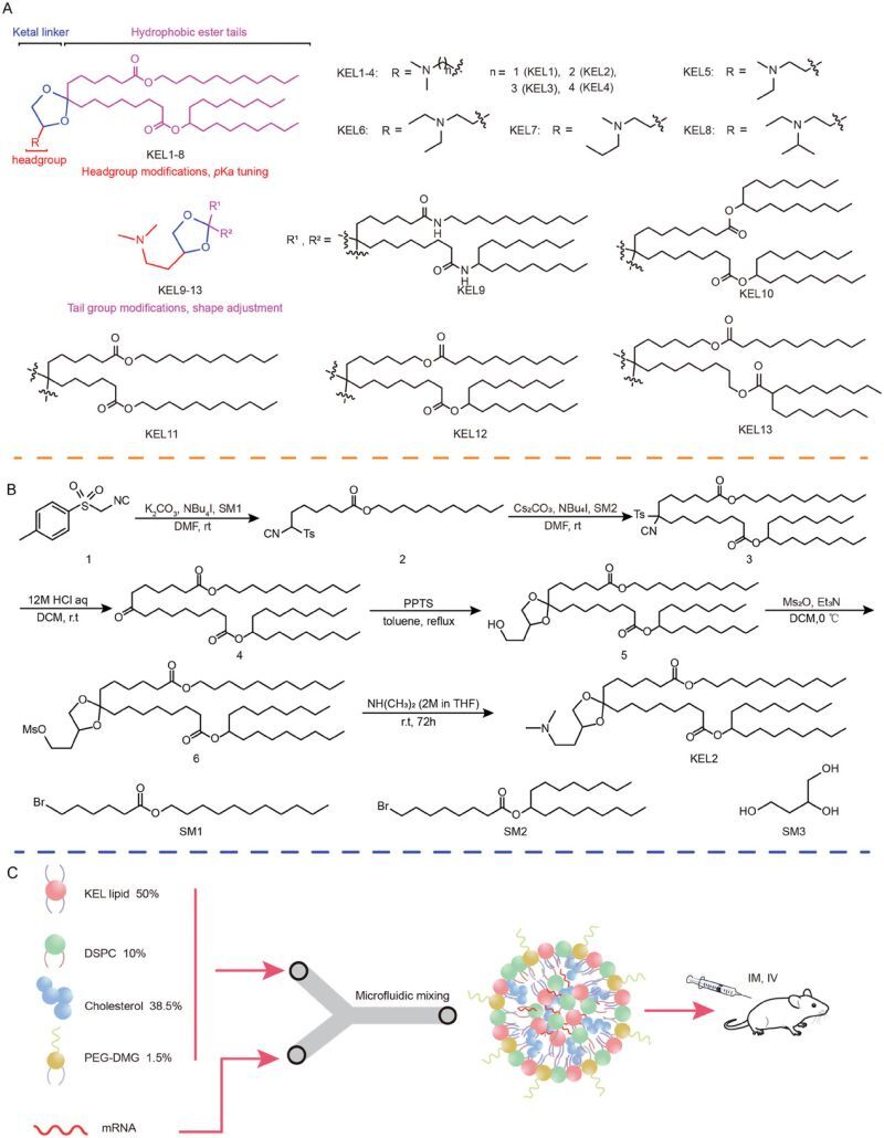 Ketal-Ester-Ionizable-Lipid-Nanoparticle-mRNA-Vaccine-Delivery