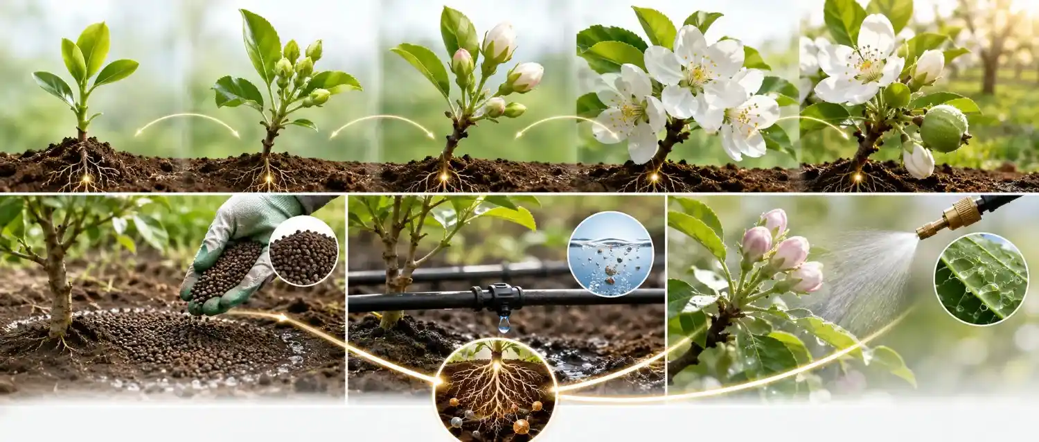 bio-potash-application-timing-and-methods-flowering