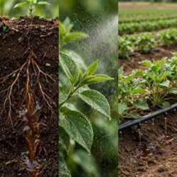 soil-drench-vs-foliar-vs-fertigation