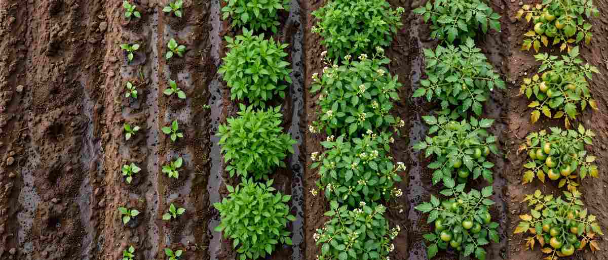 seasonal-application-calendar-bio-potash